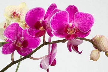 В Музее природы и экологии открывается выставка орхидей